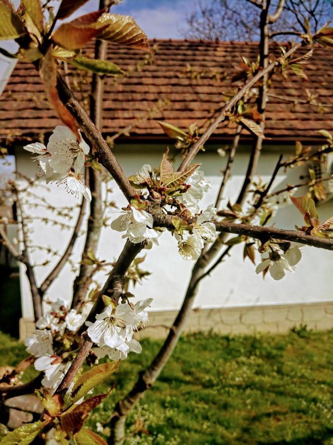 Hotel Окремий Будинок-Апартаменти Rakoshyno Buitenkant foto